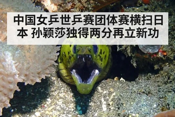 中国女乒世乒赛团体赛横扫日本 孙颖莎独得两分再立新功